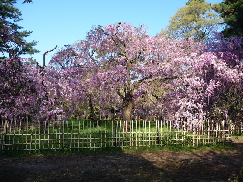 近衛邸跡の八重紅枝垂桜