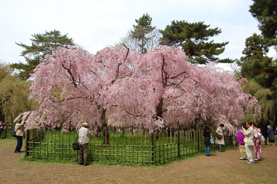 近衛邸跡の八重紅枝垂桜