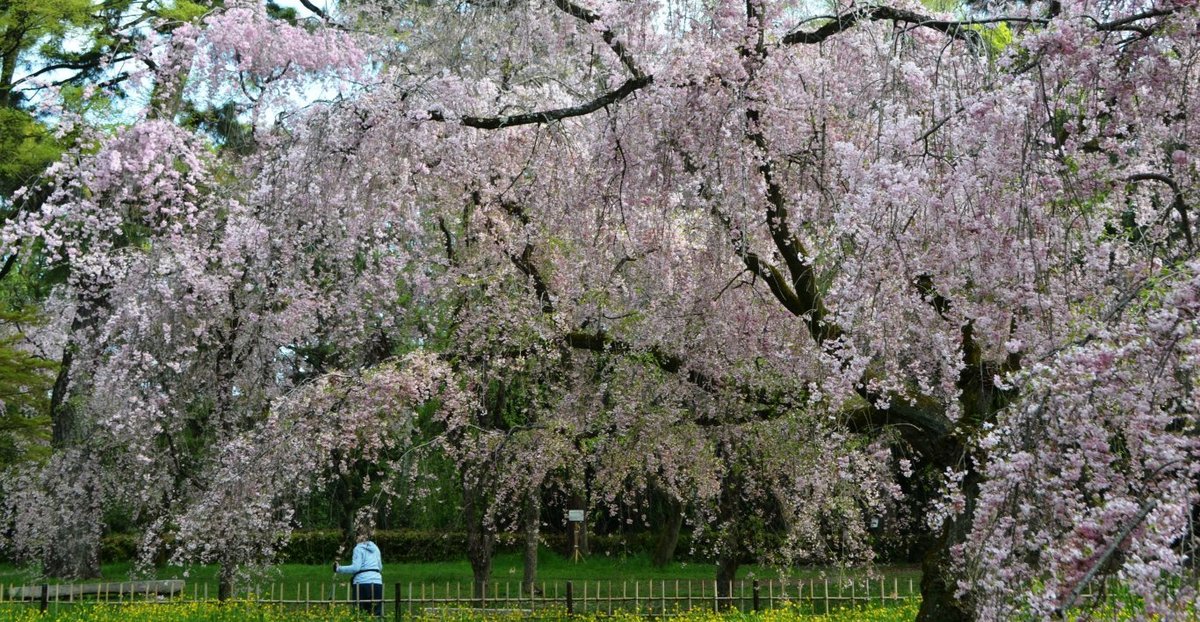 近衛邸跡の八重紅枝垂桜