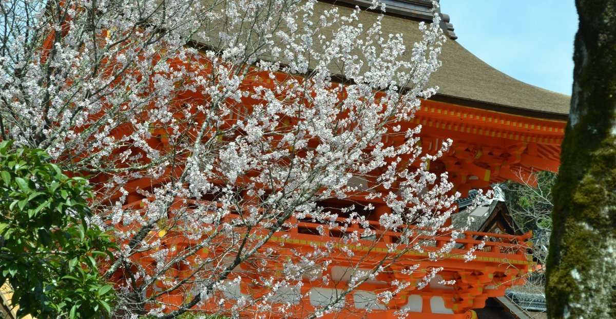 上賀茂神社の桜