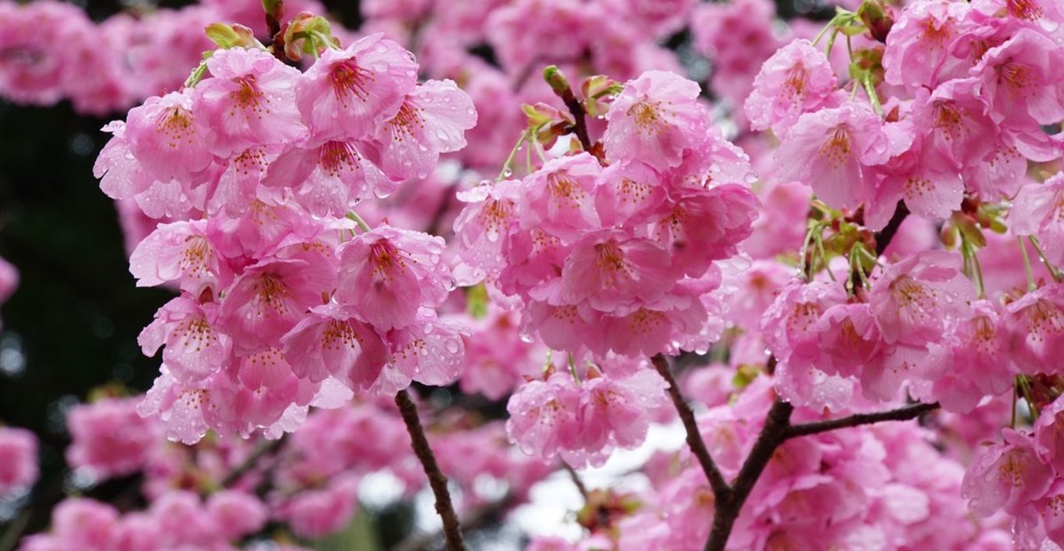 上賀茂神社の桜