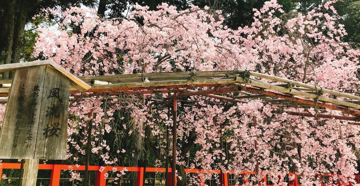 上賀茂神社の桜