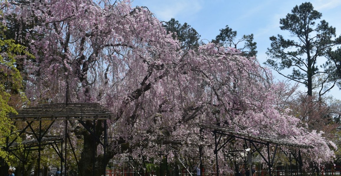 上賀茂神社の桜