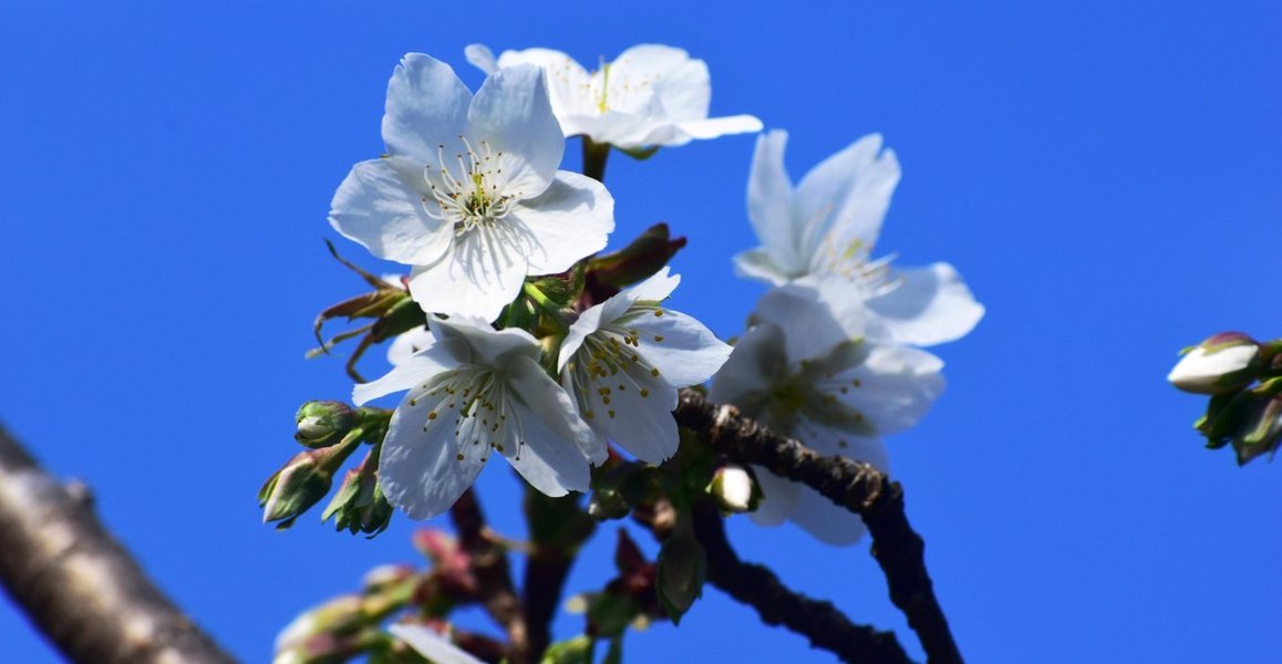 京都府立植物園の桜