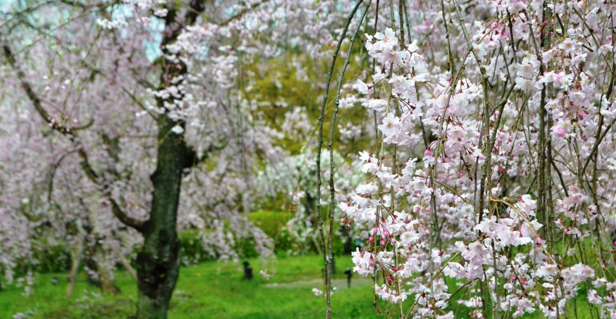 京都府立植物園の桜