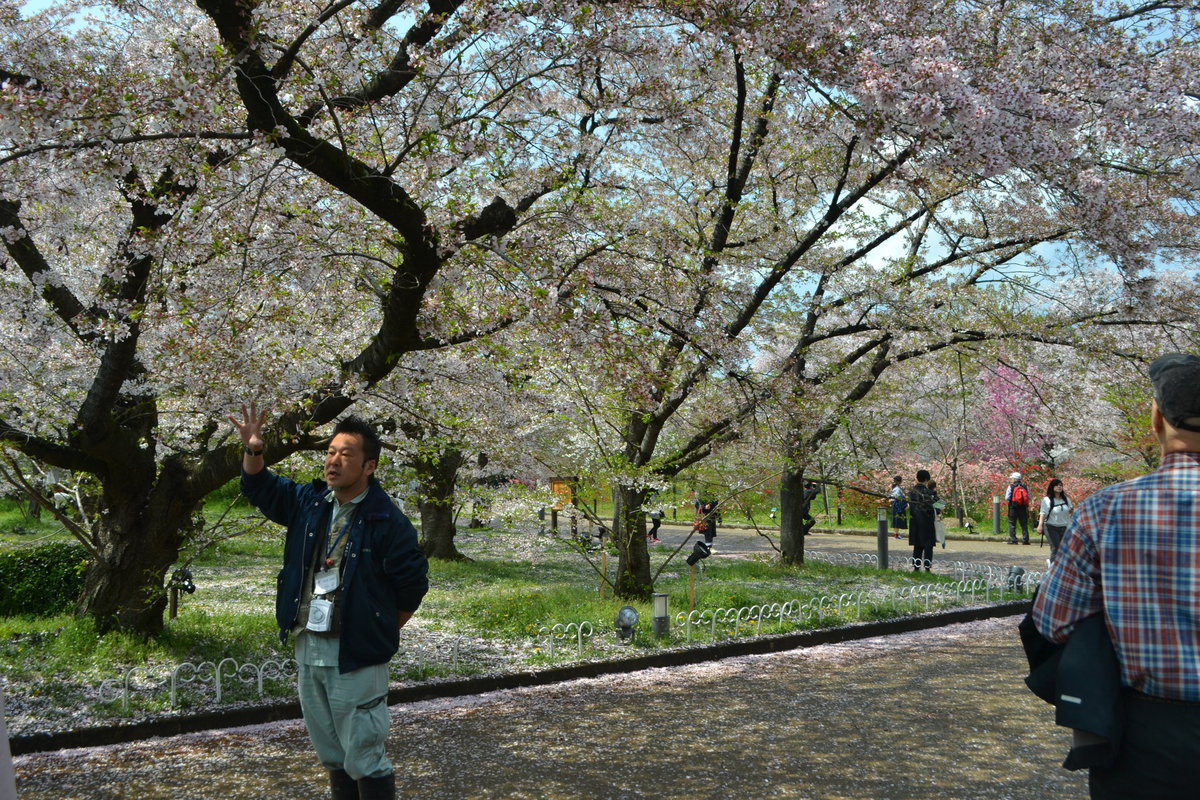 京都府立植物園の桜