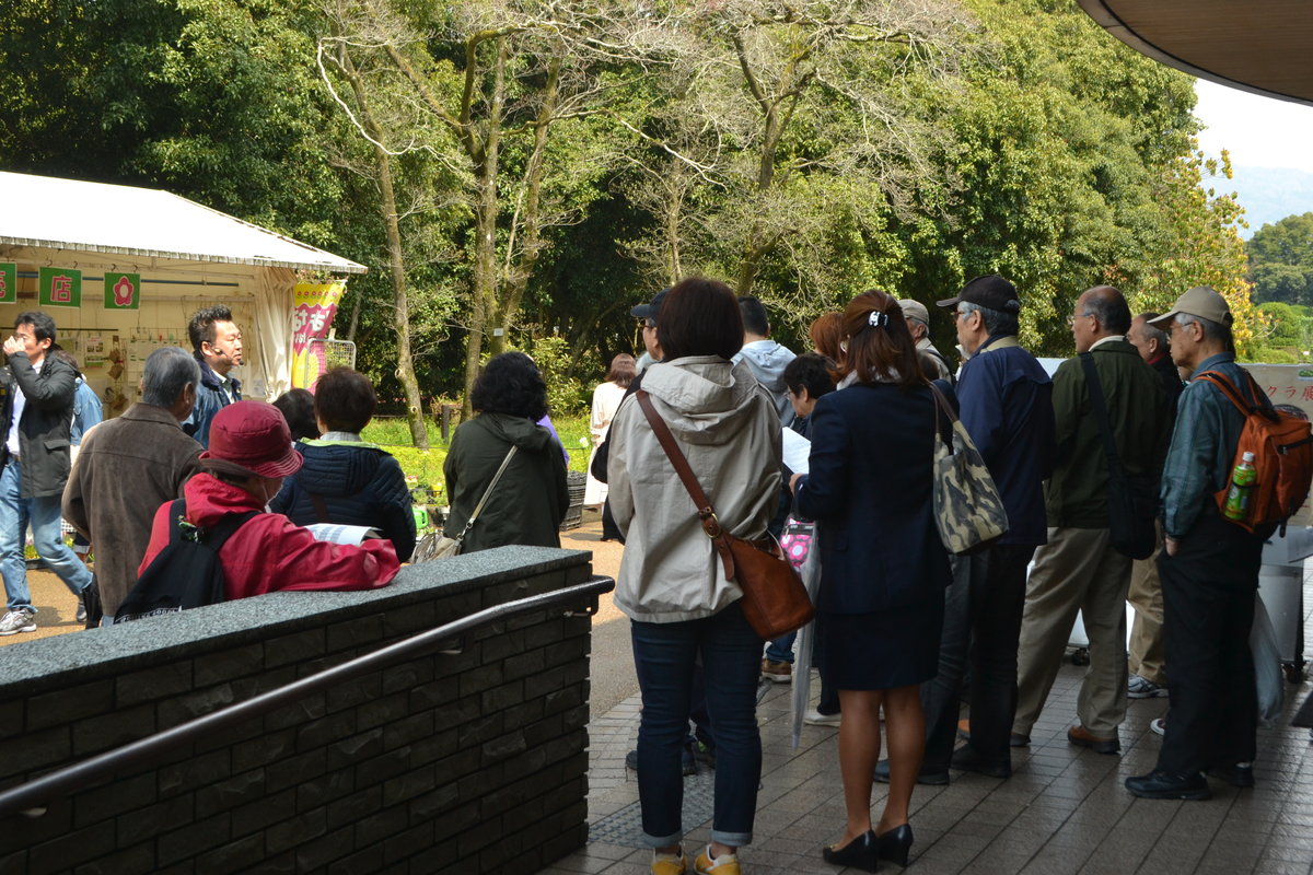 京都府立植物園の桜