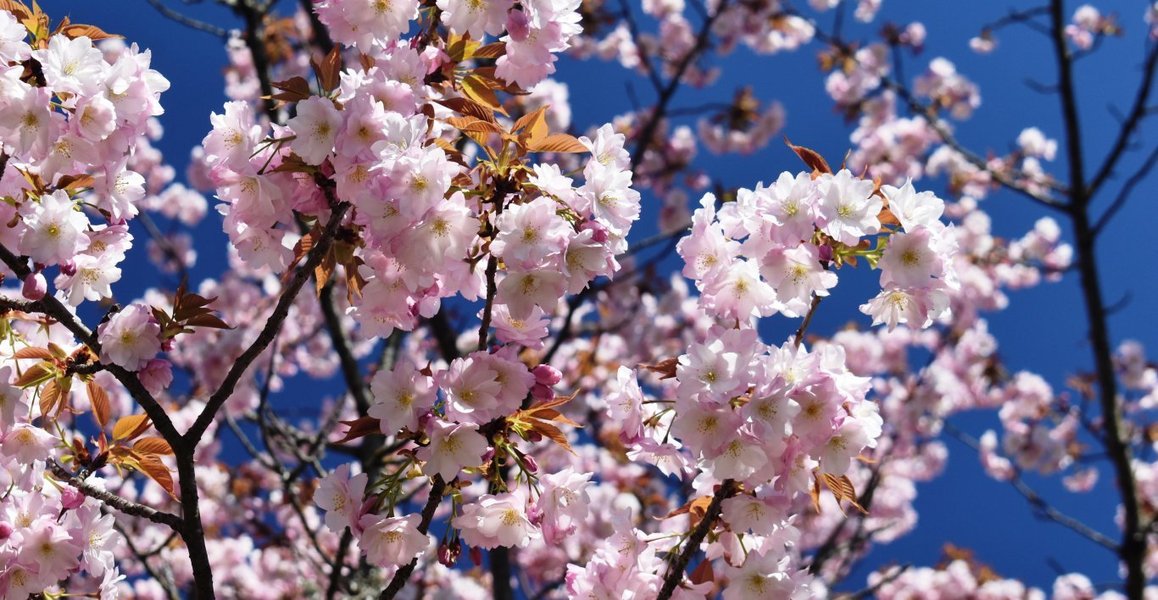 京都府立植物園の桜