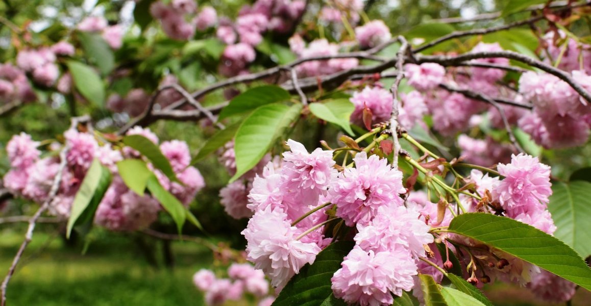 京都府立植物園の桜