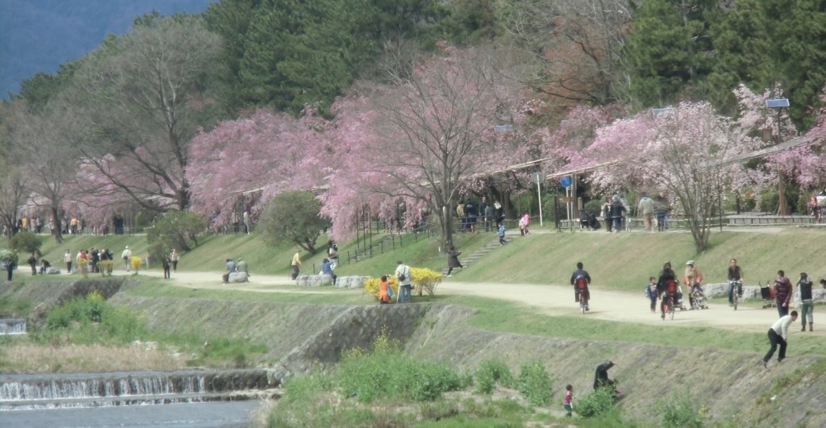 半木の道の八重紅枝垂桜