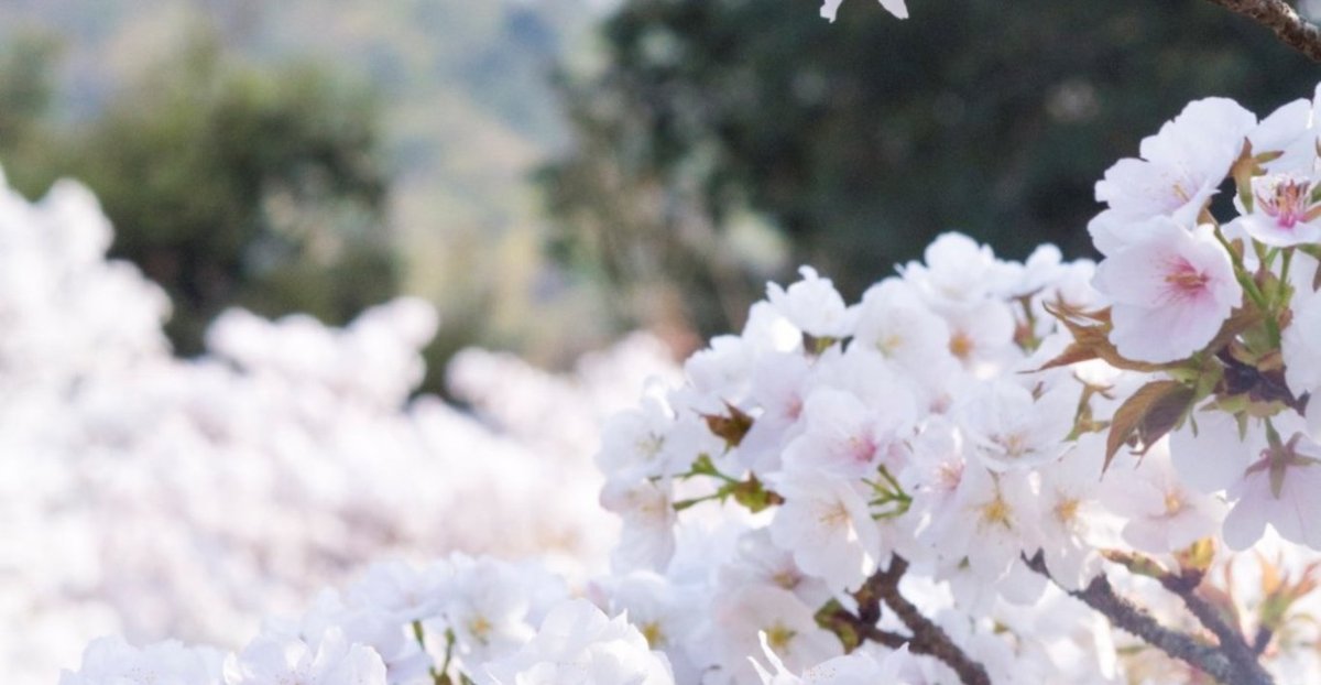 仁和寺の御室桜