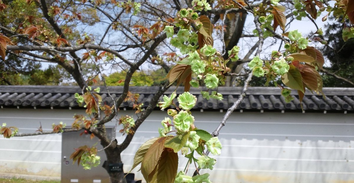 仁和寺の御室桜