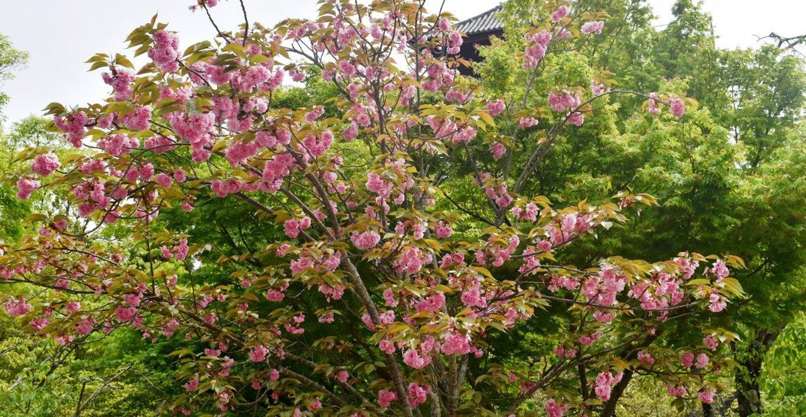 仁和寺の御室桜