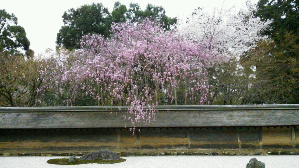 龍安寺の桜