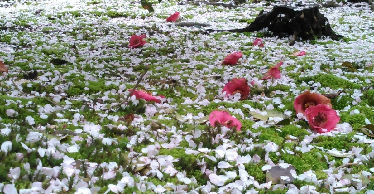 龍安寺の桜