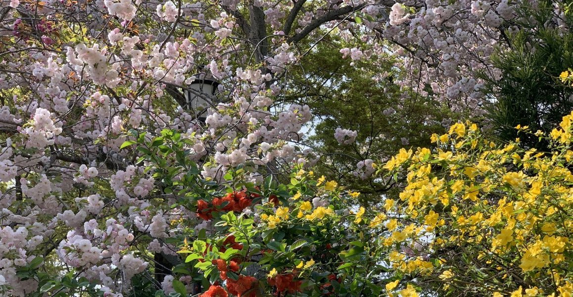 龍安寺の桜