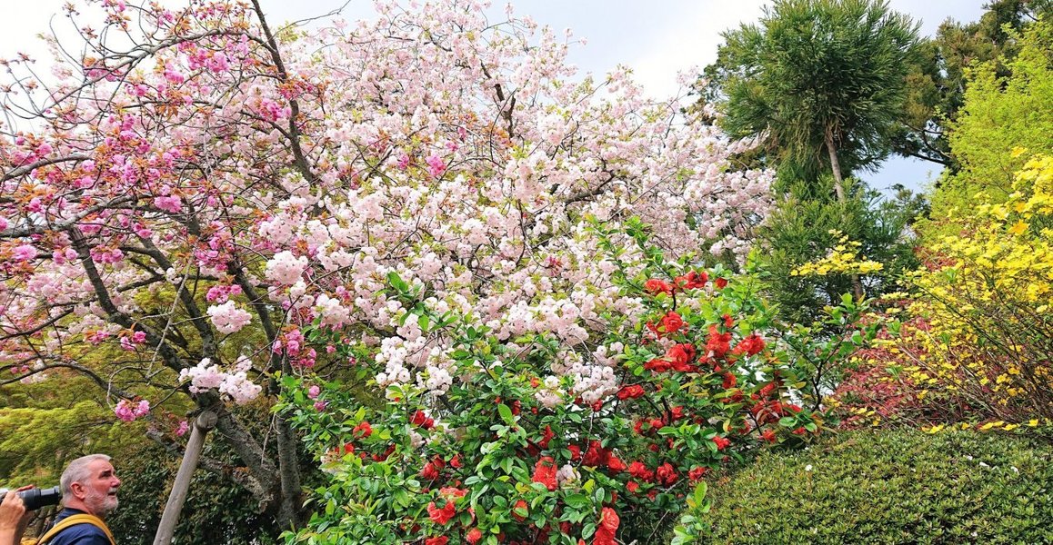 龍安寺の桜