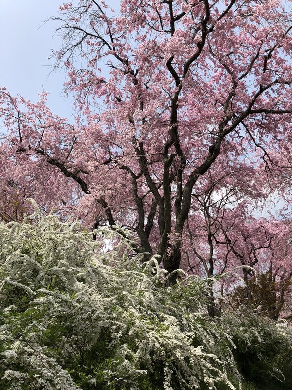 原谷苑の八重紅枝垂桜