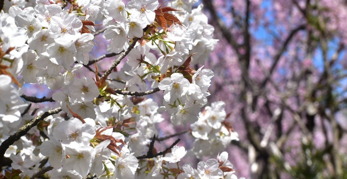 原谷苑の八重紅枝垂桜