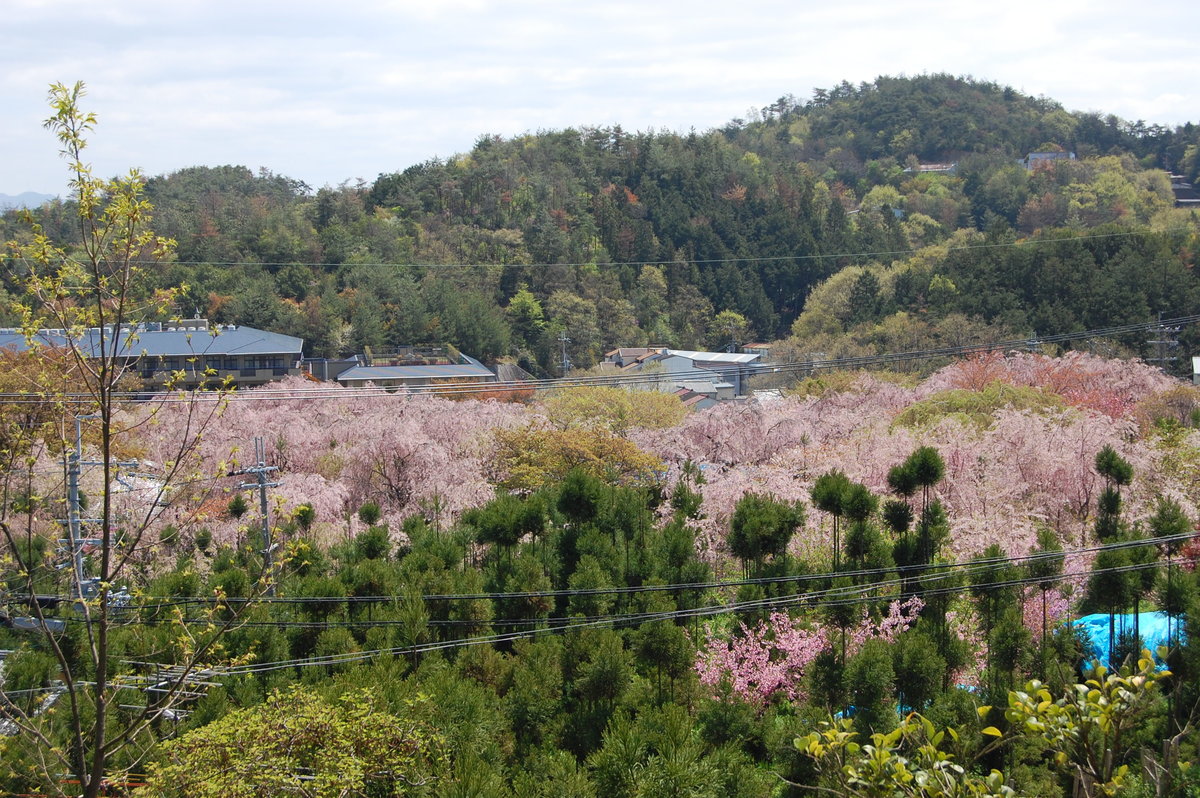 原谷苑の八重紅枝垂桜