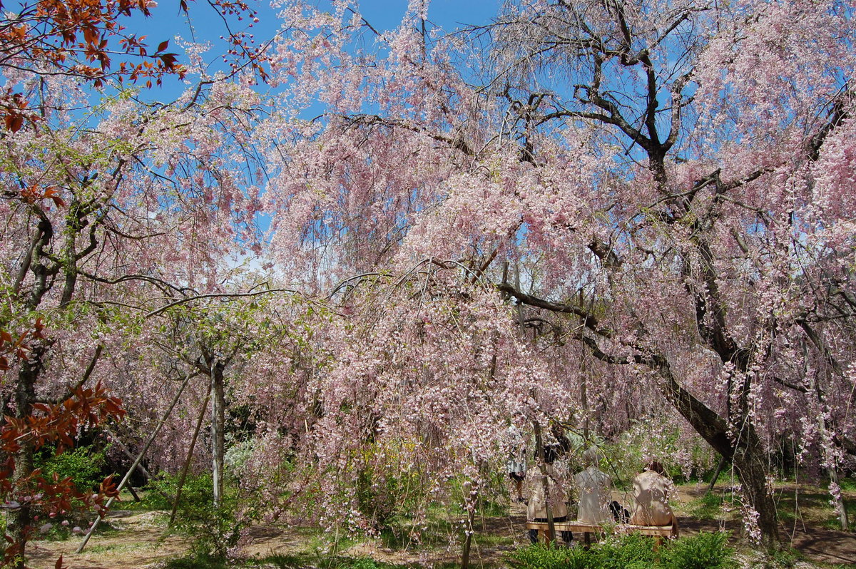 原谷苑の八重紅枝垂桜