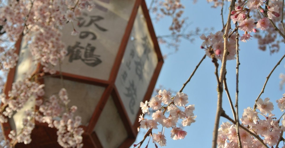 原谷苑の八重紅枝垂桜