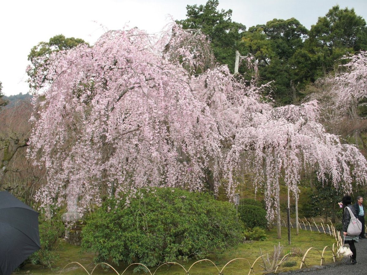 天龍寺の桜