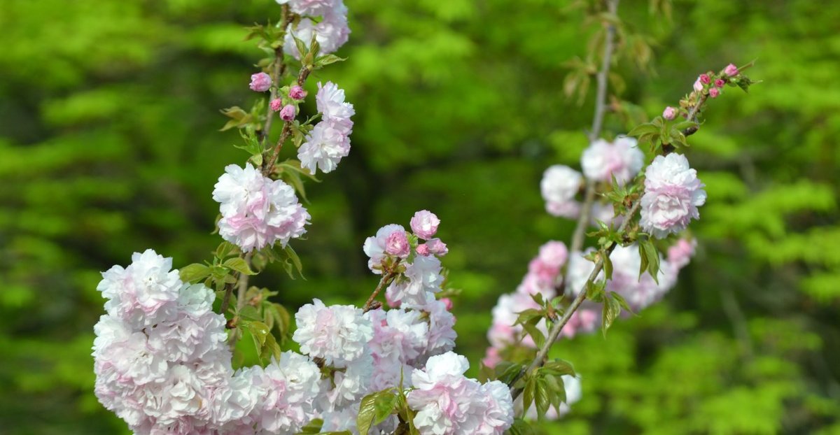 天龍寺の桜