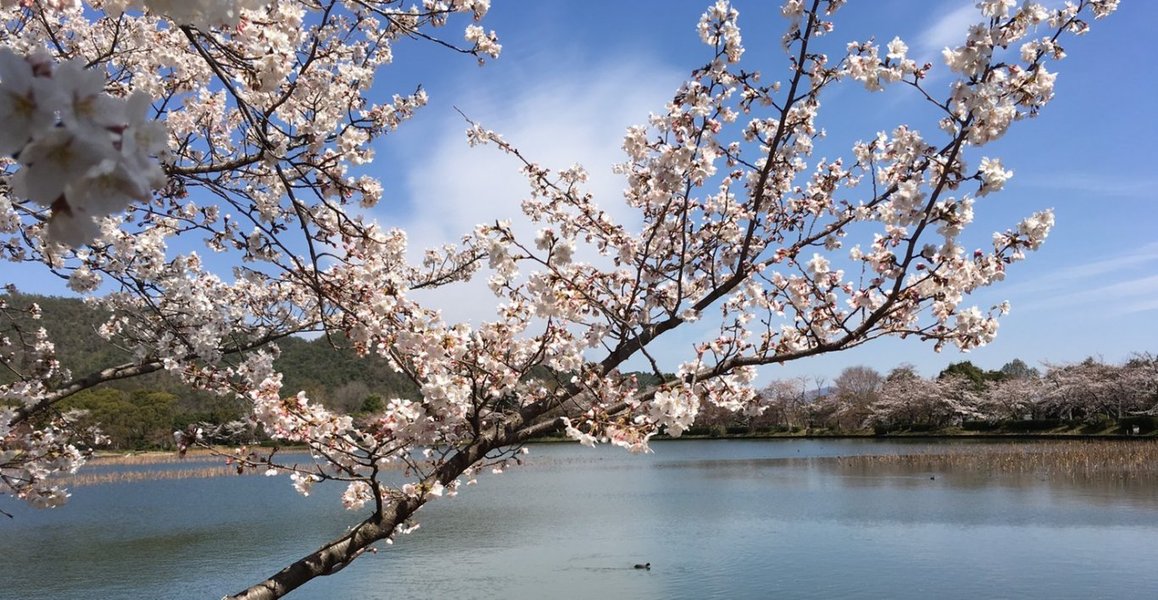 大沢池の桜