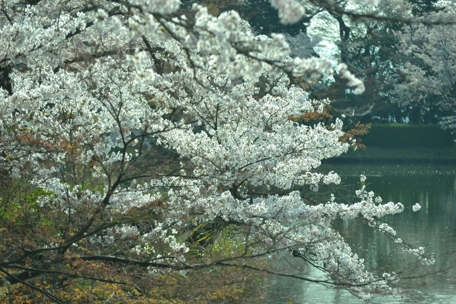 大沢池の桜