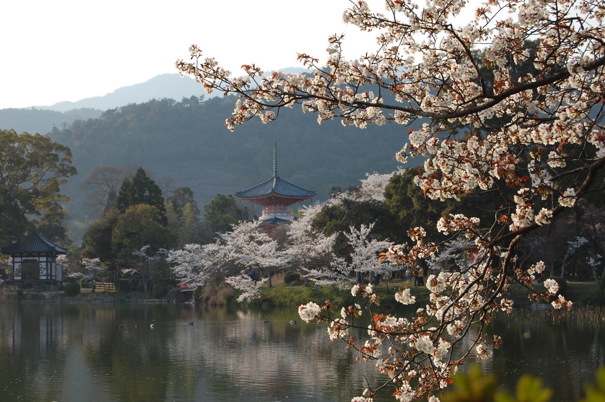 大沢池の桜