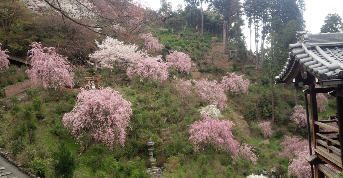 善峯寺の桜