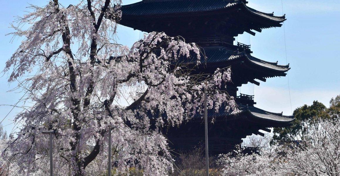 東寺の桜