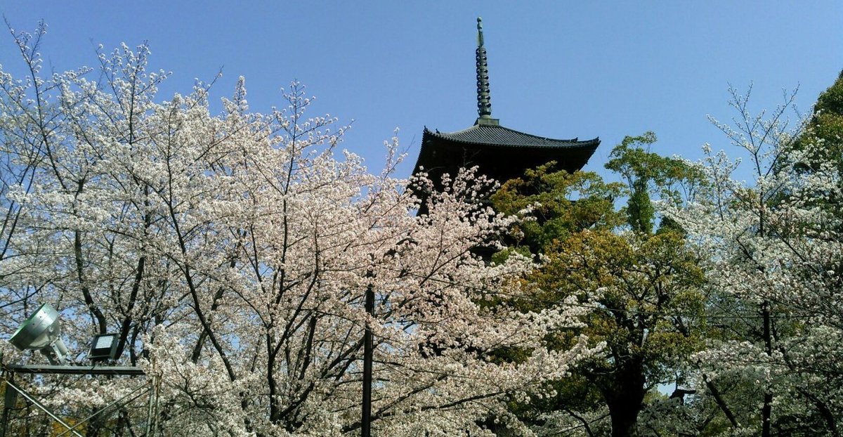 東寺の桜