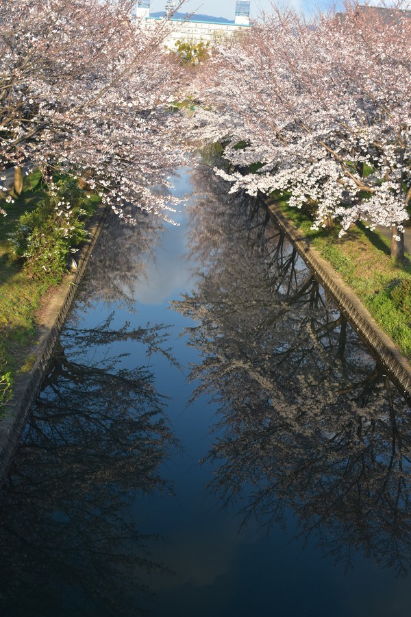 宇治川派流の桜