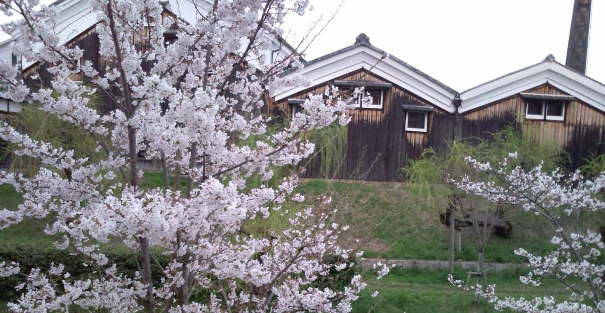 宇治川派流の桜