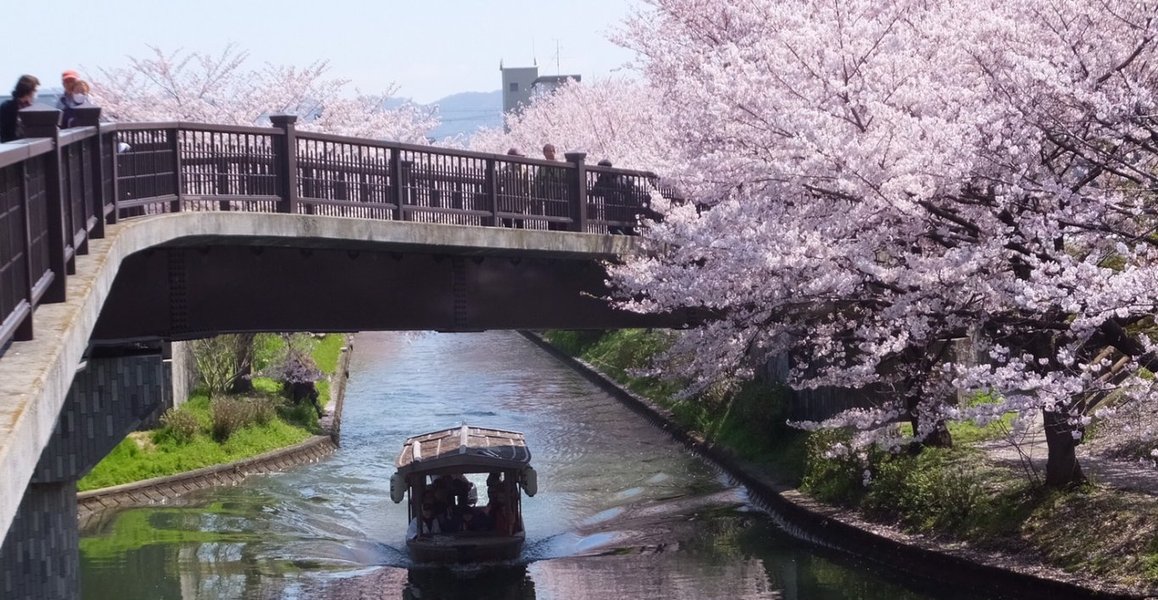 宇治川派流の桜