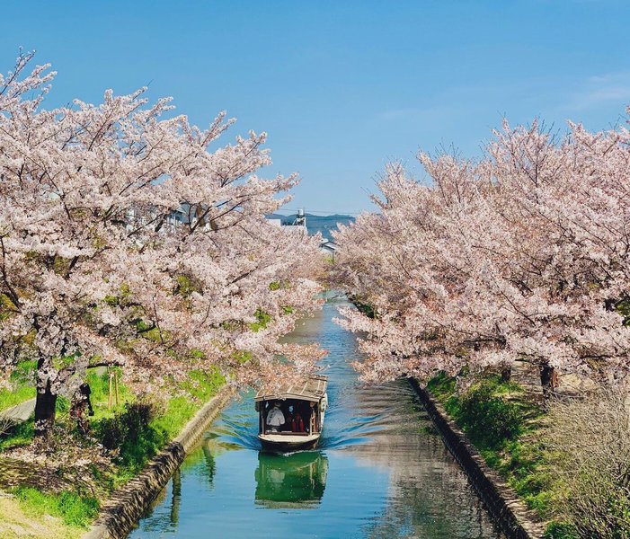 宇治川派流の桜