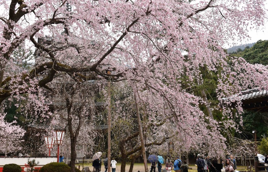 醍醐寺の桜