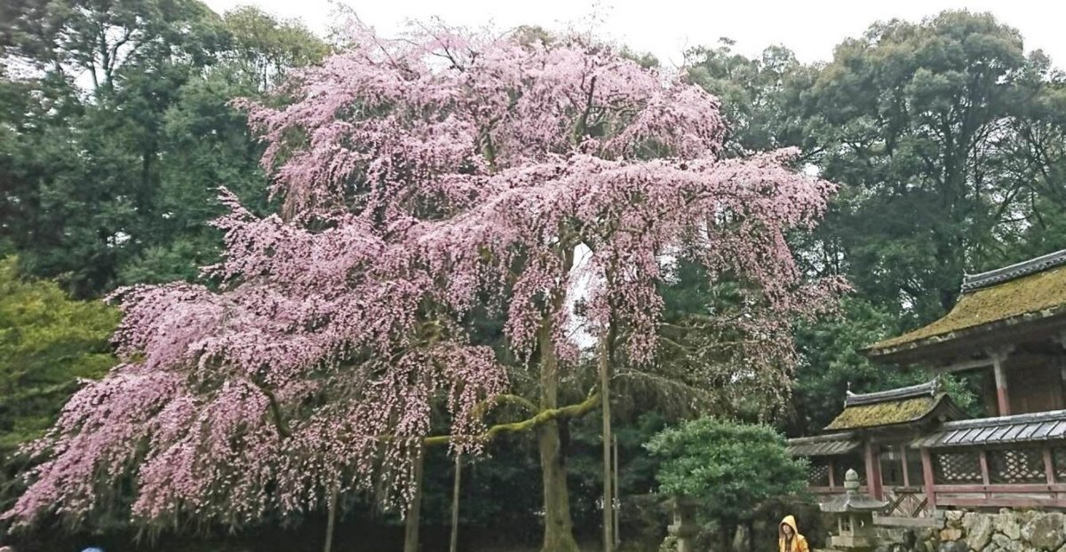 醍醐寺の桜