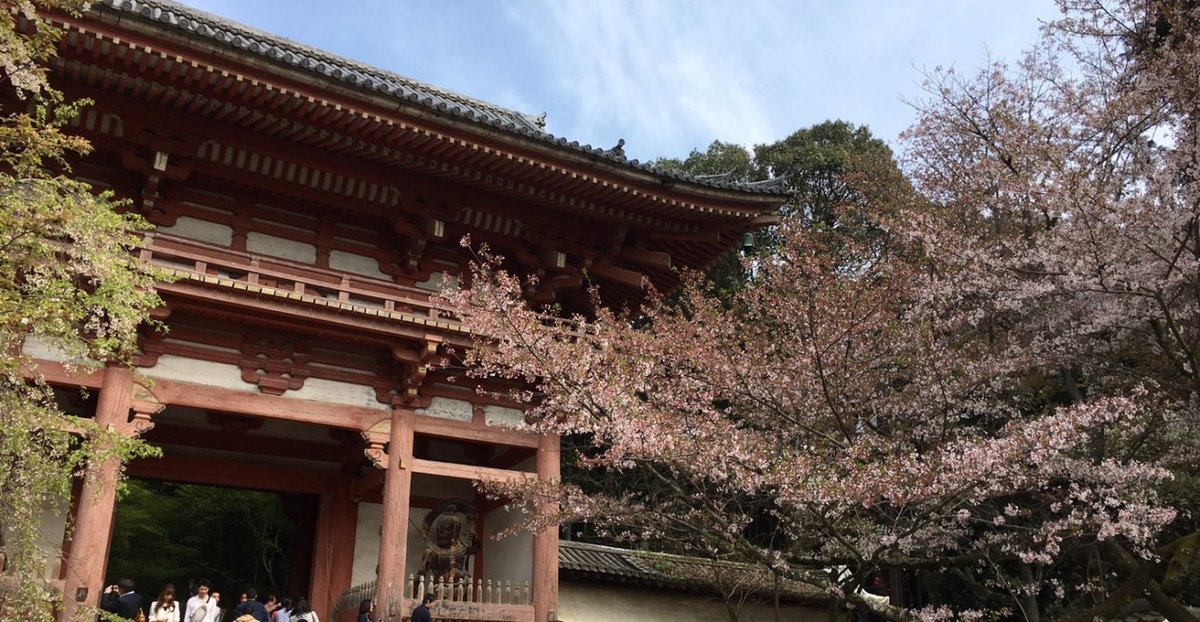 醍醐寺の桜