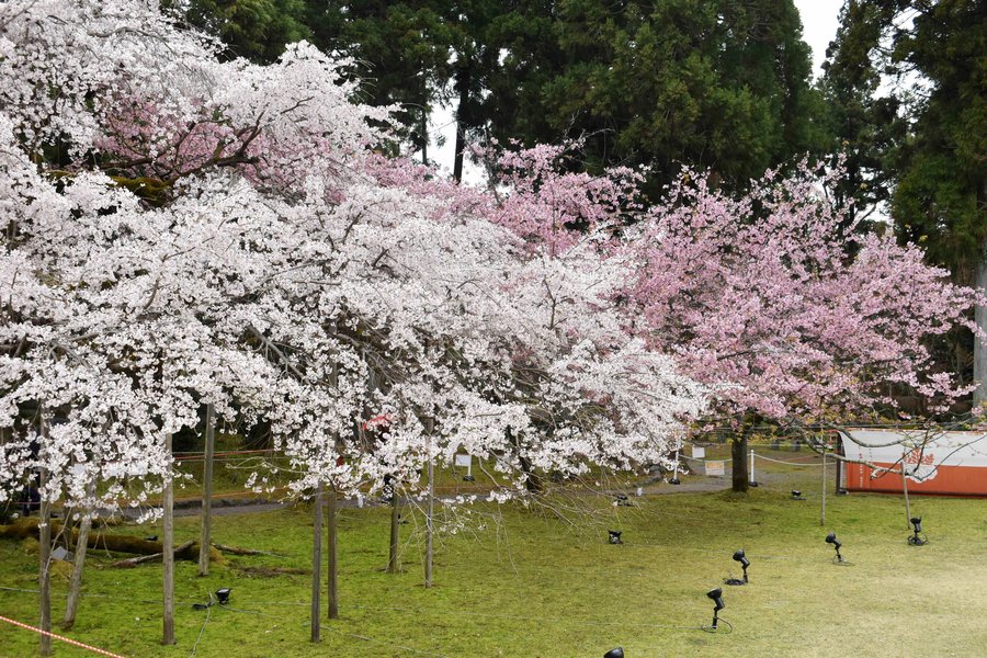 醍醐寺の桜