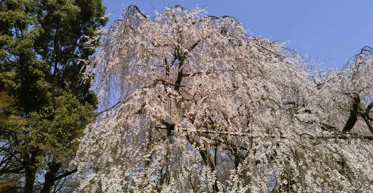 醍醐寺の桜