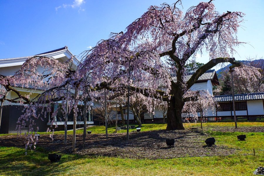 醍醐寺の桜