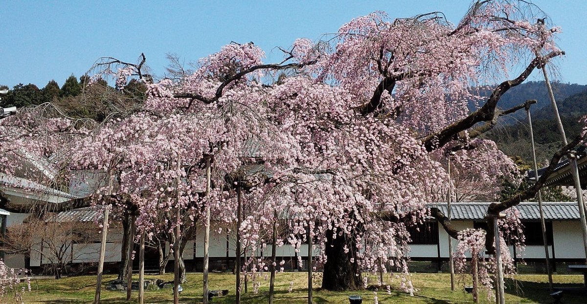 醍醐寺の桜