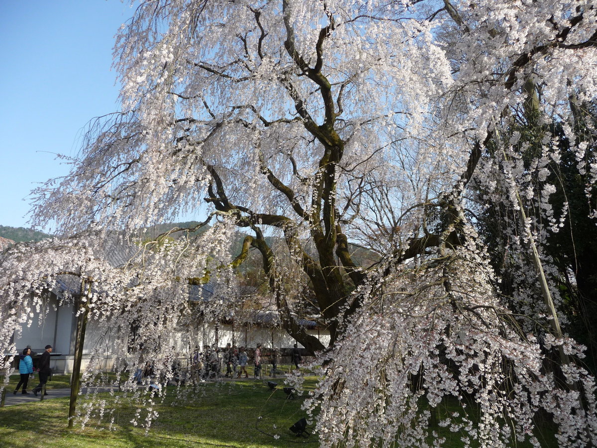 醍醐寺の桜