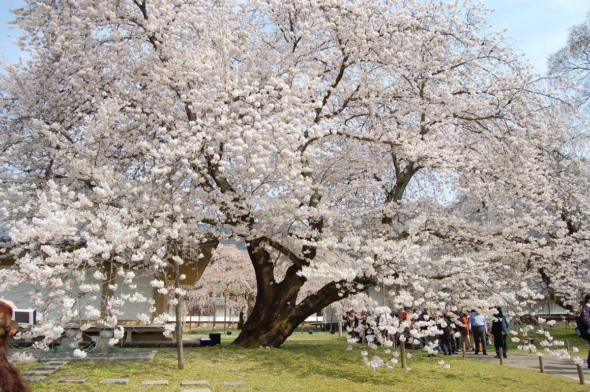 醍醐寺の桜