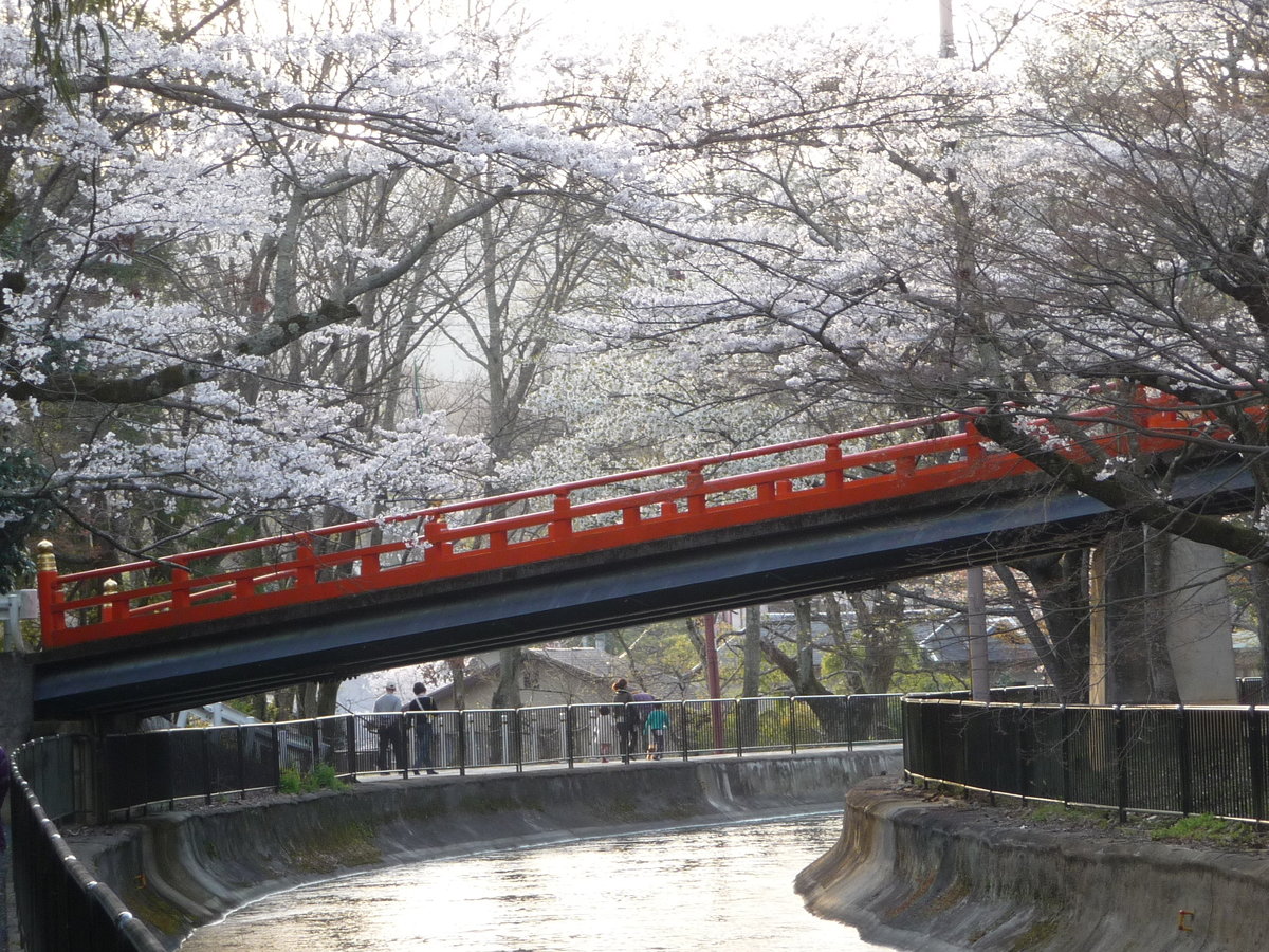 山科疎水のソメイヨシノ