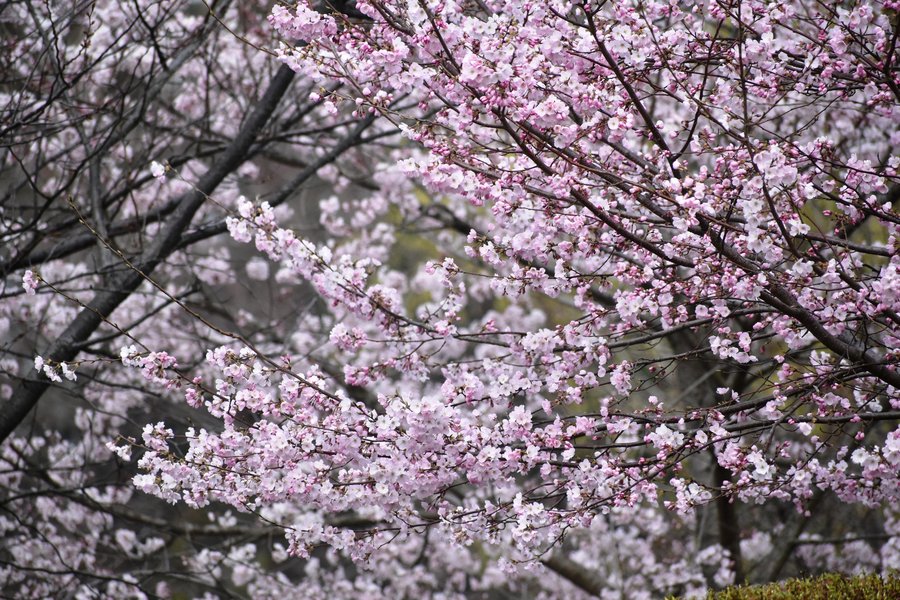 宇治市植物公園の桜