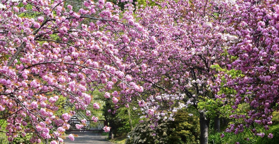 宇治市植物公園の桜